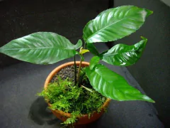 Anubia Gilletii - comprar online