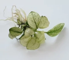 Anubia barteri nana var. Petit White - comprar online