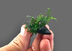 Bolbitis sp. Micro Cuspidata - Coconut se