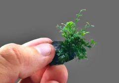 Bolbitis sp. Micro Cuspidata - Coconut se - comprar online