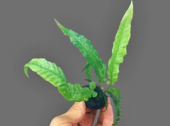 Bolbitis sp. Dragontail - Lava rock na internet