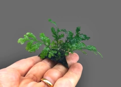 Bolbitis sp. Java - Coconut na internet