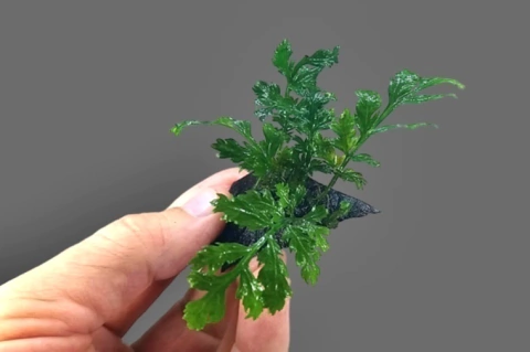 Bolbitis sp. Java - Coconut