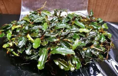 Bucephalandra sp. Acentana na internet