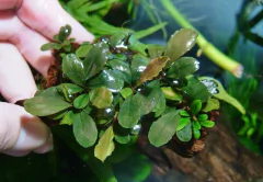 Bucephalandra sp. Apple Leaf - comprar online