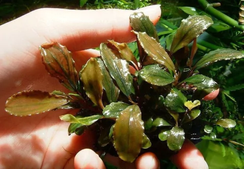 Bucephalandra sp. Apple Leaf