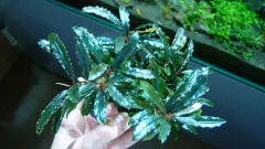 Bucephalandra sp. Kualakuayan 2