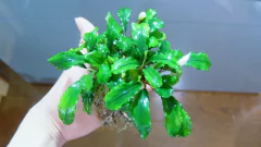 Bucephalandra sp. Sintang - comprar online