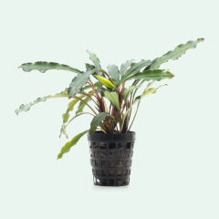 Bucephalandra sp. Entikong Gray - Aqualeaf