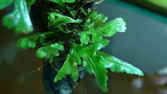 Teratophyllum sp. (Butterfly birdwing from Selangor} - comprar online