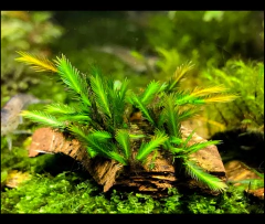 Fissidens sp Grandifrons var. Plannicaulis - Aqualeaf