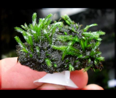 Fissidens sp Grandifrons var. Plannicaulis - comprar online