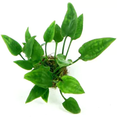 Cryptocoryne Pontederifolia - comprar online