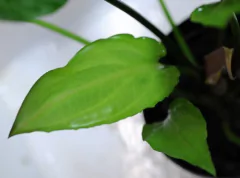 Cryptocoryne Pontederifolia na internet