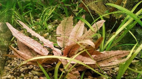 Cryptocoryne Flamingo Dennerle