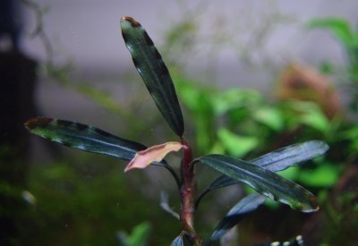 Bucephalandra sp. Black Bell