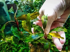 Bucephalandra montleyana Green Silver na internet