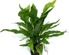 Microsorium sp Broad Leaf na internet