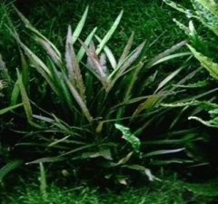 Cryptocoryne Albida Green - comprar online