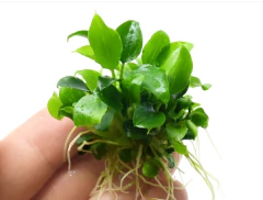 Schismatoglottis prietoi - comprar online