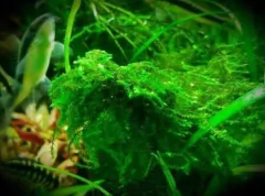 Drepanocladus sp. Weeping - comprar online