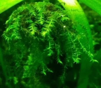 Drepanocladus sp. Weeping