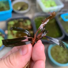 Bucephalandra sp. Black Bell - comprar online