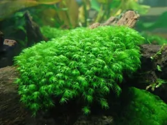 Fissidens fontanus - Aqualeaf