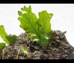 Didymoglossum sp
