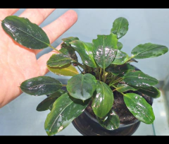 Bucephalandra bogneri - comprar online