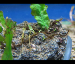 Didymoglossum sp - comprar online