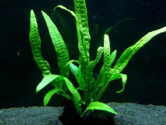 Microsorium sp Giant Sarawack