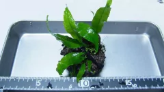 Microsorium sp. Java Kupa na internet