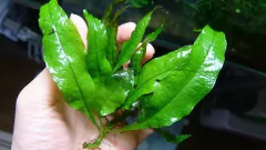 Microsorium sp. Java Kupa - comprar online