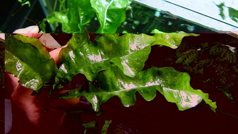 Microsorium sp. Krabi Wave Leaf