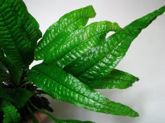 Microsorium sp. Lucanas