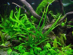 Microsorium sp Needle Leaf - comprar online