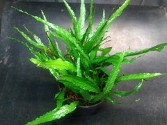 Microsorium sp. Nova Zelândia - comprar online