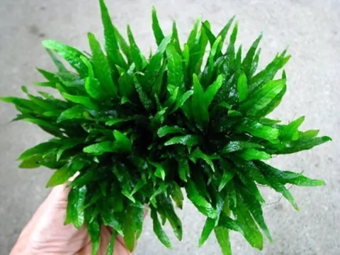 Microsorium sp. Camarões - comprar online