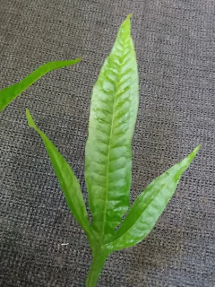 Microsorium sp Special 06 na internet