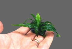 Microsorium sp. sulawesi - Coconut na internet