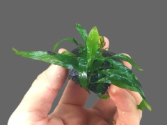 Microsorium sp. sulawesi - Coconut