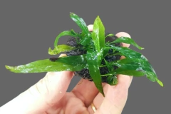 Microsorium sp. sulawesi - Coconut - comprar online