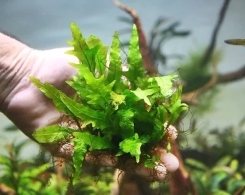 Microsorium sp. Thunder Leaf