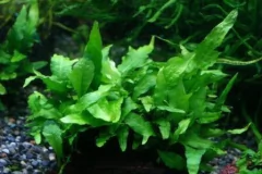 Microsorium sp. Thunder Leaf - comprar online
