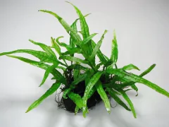 Microsorium sp. Cross North Malinau