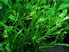 Microsorium Windnarrow K na internet