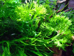 Microsorium Windnarrow K