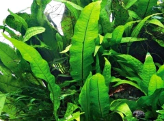 01 Anubia nana + 01 MIcrosorium Windelov + 01 MIicrosorium pteropus