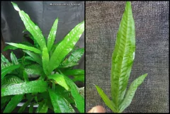 Microsorium sp Special 07